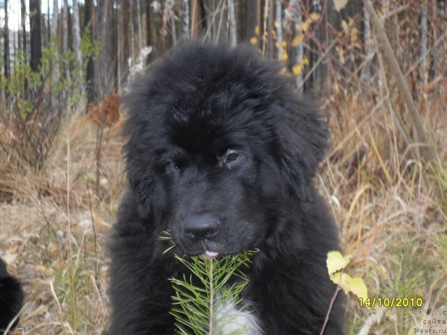 Фото: ньюфаундленд Izumrud Moey Dushi (Изумруд Моей Души)