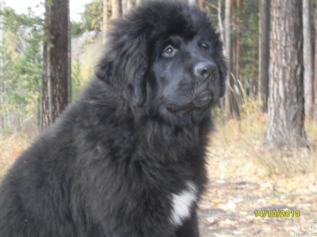 Фото: ньюфаундленд Izumrud Moey Dushi (Изумруд Моей Души)