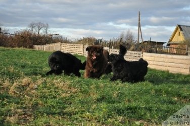 Фото: ньюфаундленд King of Helluland I'm Precious, ньюфаундленд Super Premium Brabus (Супер Премиум Брабус), ньюфаундленд Severtan Rojdennaya Legendoy (Севертан Рожденная Легендой)