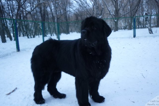 Фото: ньюфаундленд Ekselent Stil  iz Medvej'ego YAra (Екселент Стил  из Медвежьего Яра)