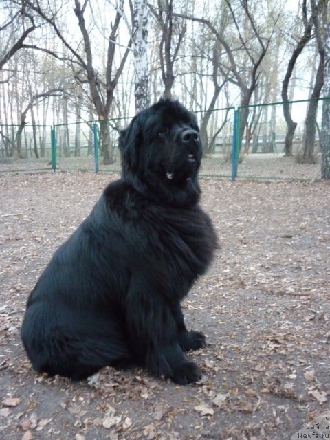 Фото: ньюфаундленд Ekselent Stil  iz Medvej'ego YAra (Екселент Стил  из Медвежьего Яра)