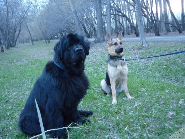 Фото: ньюфаундленд Ekselent Stil  iz Medvej'ego YAra (Екселент Стил  из Медвежьего Яра)