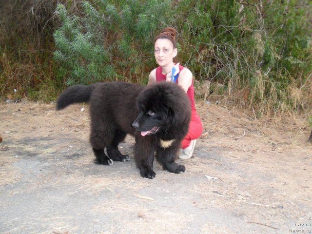 Фото: ньюфаундленд Pitern'yuf CHao-Kakao (Питерньюф Чао-Какао)