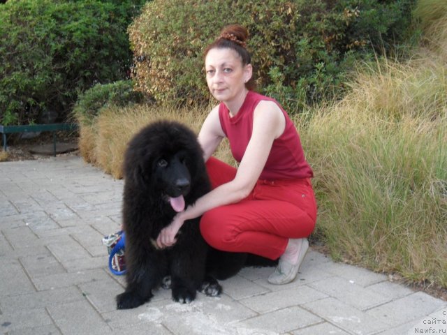 Фото: ньюфаундленд Pitern'yuf CHao-Kakao (Питерньюф Чао-Какао)