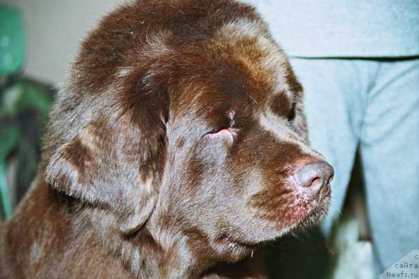 Фото: ньюфаундленд YUtta s Berega Dona (Ютта с Берега Дона)