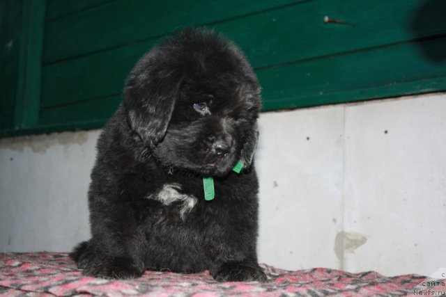 Фото: Щенок Ланы и Батона.