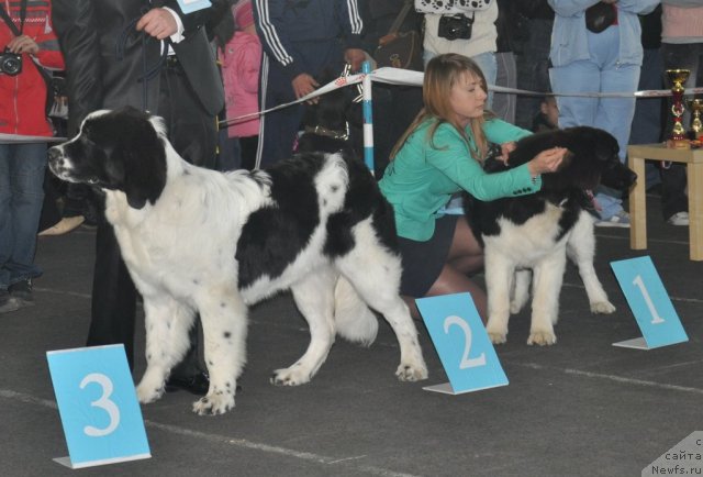 Фотография № 51822