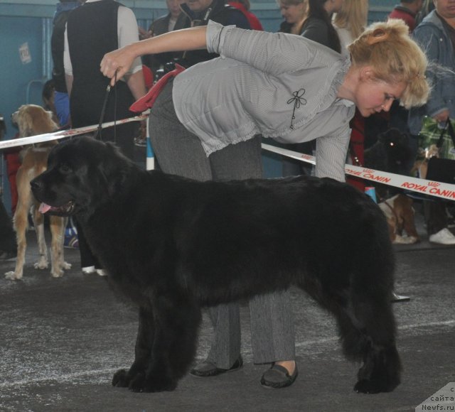 Фото: ньюфаундленд Sent Djons Ulla for Kara Ayular (Сент Джонс Улла для Кара Аюлар), Elena Syisa (Savina) (Елена Сыса (Савина))