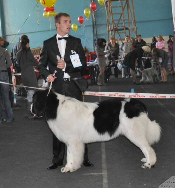 Фото: ньюфаундленд Lord Luxemburg Ayular iz Tihogo Omuta (Лорд Люксембург Аюлар из Тихого Омута), Aleksandr Fayzulin (Александр Файзулин)