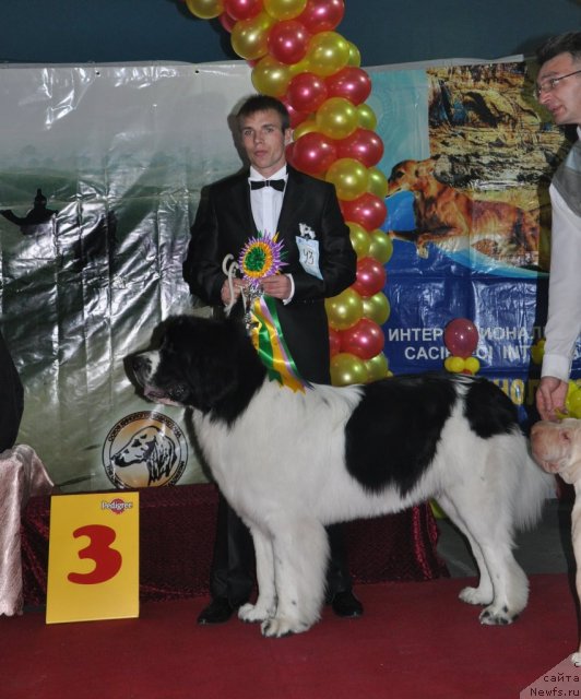 Фото: ньюфаундленд Lord Luxemburg Ayular iz Tihogo Omuta (Лорд Люксембург Аюлар из Тихого Омута), Aleksandr Fayzulin (Александр Файзулин)