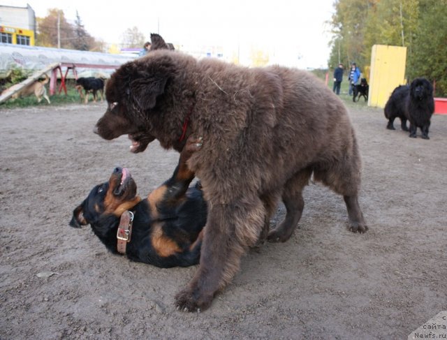 Фото: ньюфаундленд Chernyi Sharm Angel'skaya Krasota (Черный Шарм Ангельская Красота), Ричик