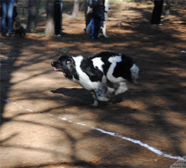 Фото: ньюфаундленд Kiper Soul Jemchujina Belaya (Кипер Соул Жемчужина Белая)