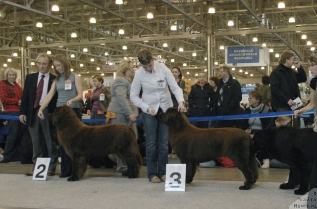 Фото: ньюфаундленд Chernyi Sharm Angel'skaya Krasota (Черный Шарм Ангельская Красота), ньюфаундленд Ocharovashka s Berega Dona (Очаровашка с Берега Дона)