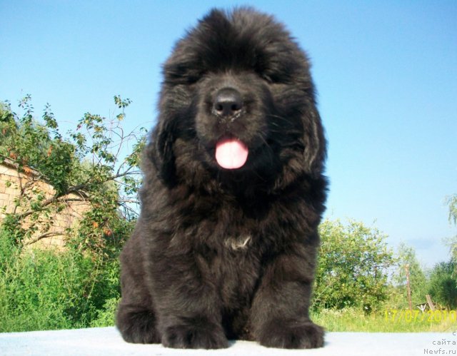 Фото: ньюфаундленд Velyke Malyatko Yasnooka Pannochka