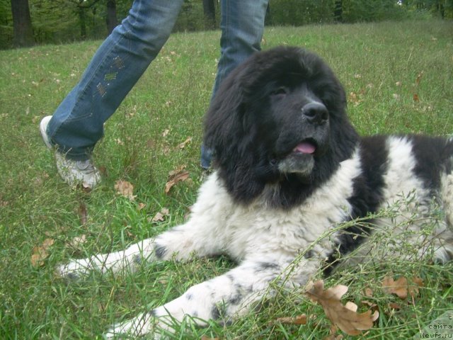 Фото: ньюфаундленд Velyke Malyatko Yabluneva Krasunya