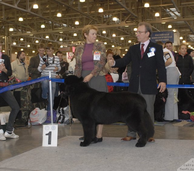 Фото: ньюфаундленд Beginning With Glory iz Volotova