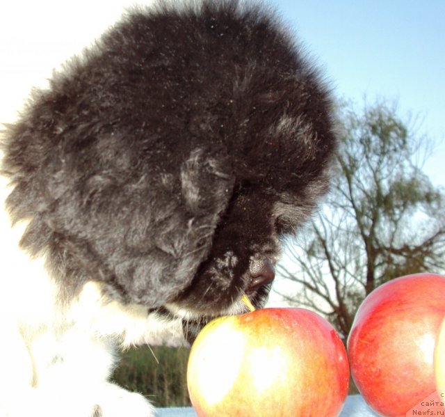 Фото: ньюфаундленд Velyke Malyatko Yabluneva Krasunya