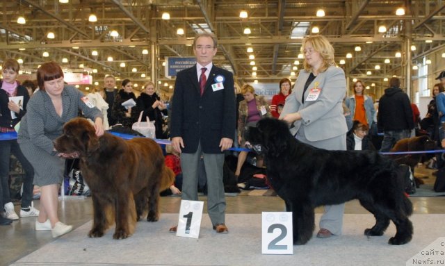 Фото: ньюфаундленд Aetna vom Riesrand (Aetna vom Riesrand), ньюфаундленд Kloofbears My Dream for Sent Djons