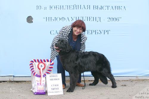 Фото: ньюфаундленд Smigar Ochey Ocharovanie (Смигар Очей Очарованье)