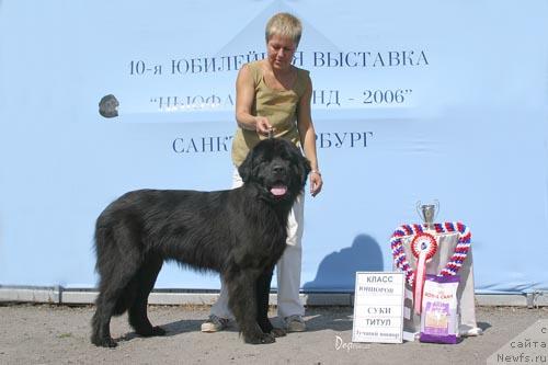 Фото: ньюфаундленд Kukla Barbi iz Antagrada (Кукла Барби из Антаграда)