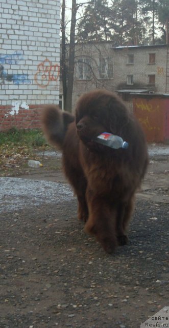 Фото: ньюфаундленд Komandor iz Medvej'ego YAra (Командор из Медвежьего Яра)