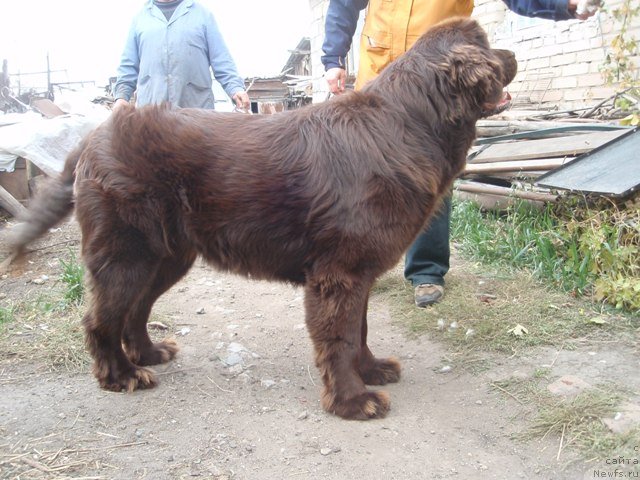 Фото: ньюфаундленд Arabella Statnaya Mulatka (Арабелла Статная Мулатка)