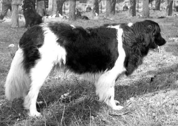 Фото: ньюфаундленд San Teks (Сан Текс)