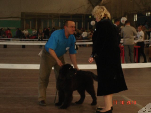 Фото: ньюфаундленд Beguschaya po Volnam Hasta la Vista (Бегущая по Волнам Хаста ла Виста)