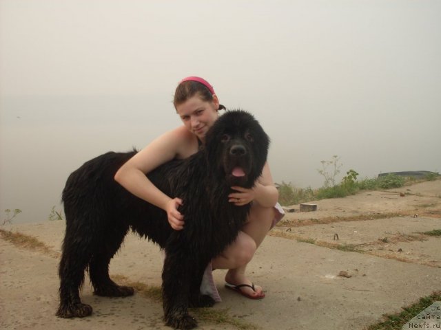 Фото: Aleksandra SHuvalova (Александра Шувалова), ньюфаундленд Sent Djons S'yuzi Kvatro (Сент Джонс Сьюзи Кватро)