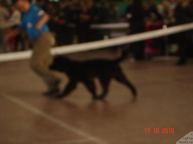 Фото: ньюфаундленд Beguschaya po Volnam Hasta la Vista (Бегущая по Волнам Хаста ла Виста)