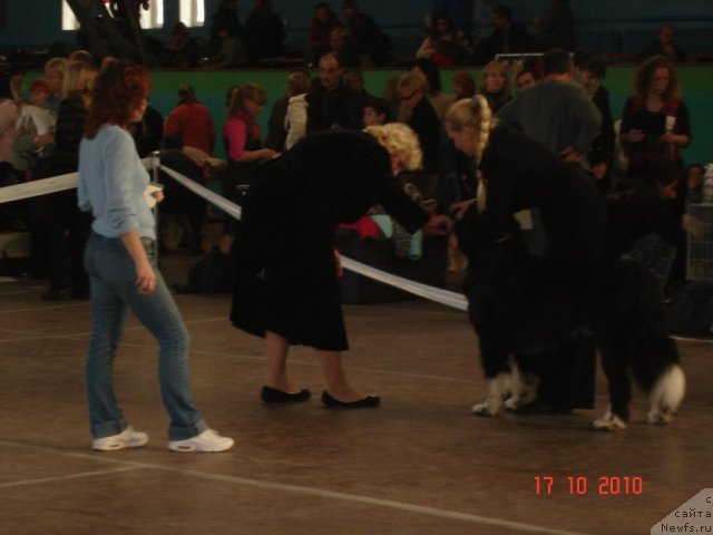 Фото: ньюфаундленд Mag Ispolin Lyubomir (Маг Исполин Любомир), Natal'ya CHehova (Наталья Чехова)