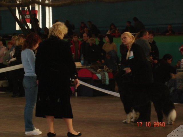 Фото: ньюфаундленд Mag Ispolin Lyubomir (Маг Исполин Любомир), Natal'ya CHehova (Наталья Чехова)