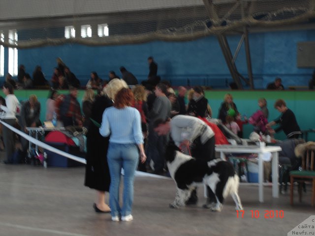 Фото: ньюфаундленд Aleze Beautiful Princess Aqua Pearl