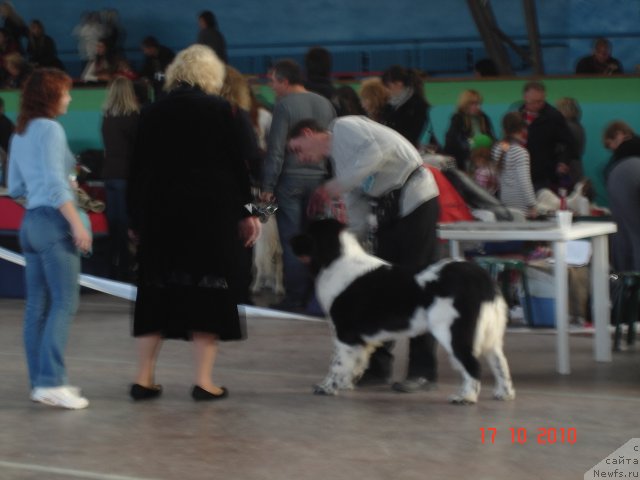 Фото: ньюфаундленд Aleze Beautiful Princess Aqua Pearl