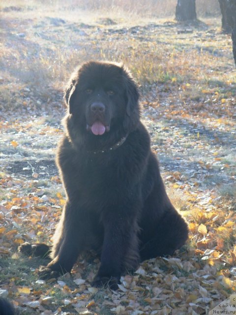 Фото: ньюфаундленд CHernyiy SHarm Amber Best Dog FO Marleon (Черный Шарм Амбер Бест Дог ФО Марлеон)