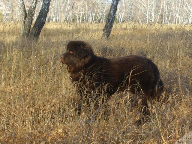 Фото: ньюфаундленд CHernyiy SHarm Amber Best Dog FO Marleon (Черный Шарм Амбер Бест Дог ФО Марлеон)