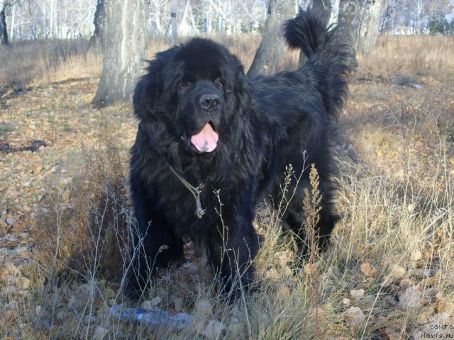 Фото: ньюфаундленд Carevich Imperii N'yuf ot Marleon Dusvik (Царевич Империи Ньюф от Марлеон Дусвик)