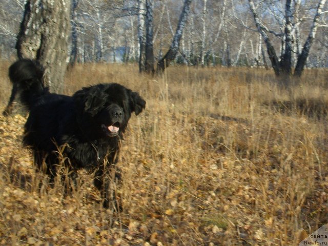 Фото: ньюфаундленд Carevich Imperii N'yuf ot Marleon Dusvik (Царевич Империи Ньюф от Марлеон Дусвик)