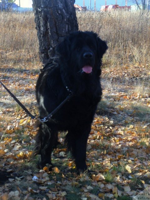 Фото: ньюфаундленд Jozefina Ledi Prekrasnaya (Жозефина Леди Прекрасная)