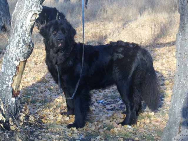 Фото: ньюфаундленд Jozefina Ledi Prekrasnaya (Жозефина Леди Прекрасная)