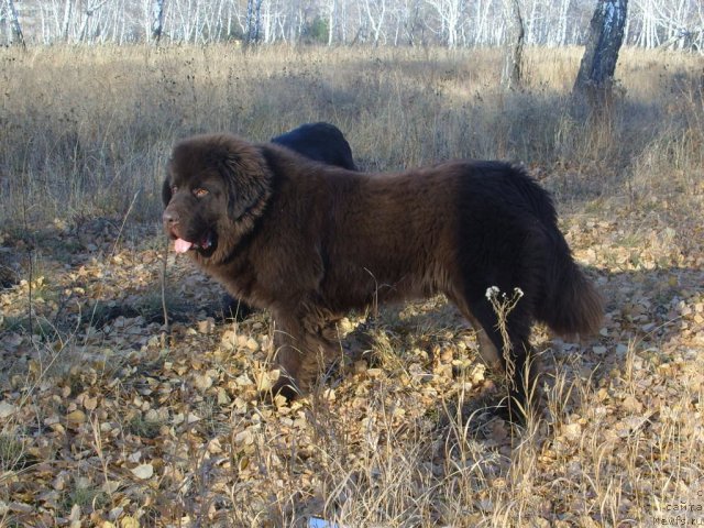 Фото: ньюфаундленд CHernyiy SHarm Amber Best Dog FO Marleon (Черный Шарм Амбер Бест Дог ФО Марлеон)