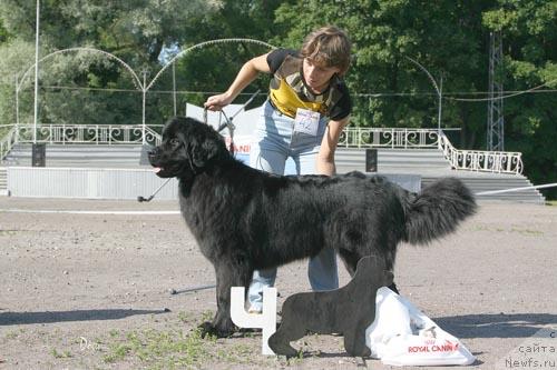 Фото: ньюфаундленд Smigar Gabriyella Laki Star (Смигар Габриэлла Лаки Стар)