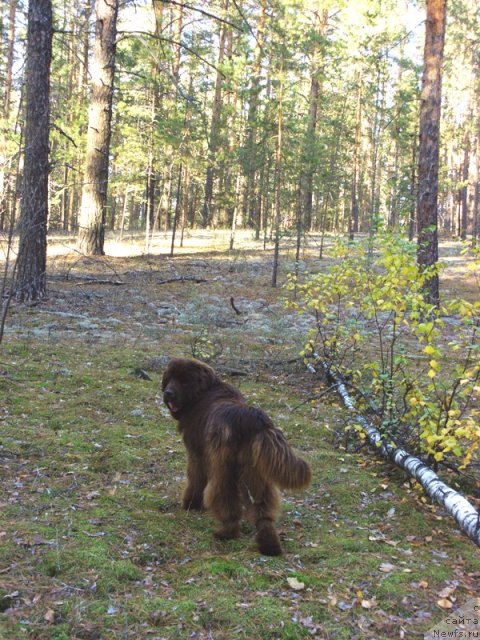 Фото: ньюфаундленд Barhatka Roskoshnaya (Бархатка Роскошная)