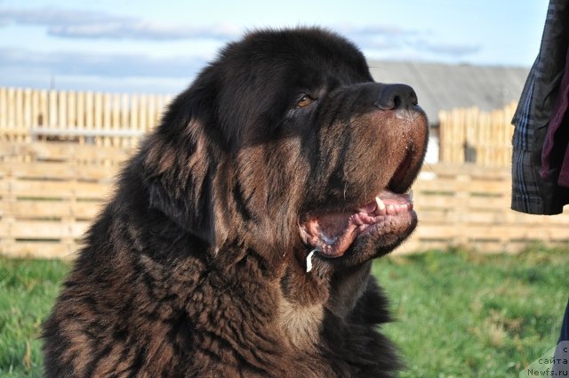 Фото: ньюфаундленд Super Premium Brabus (Супер Премиум Брабус)