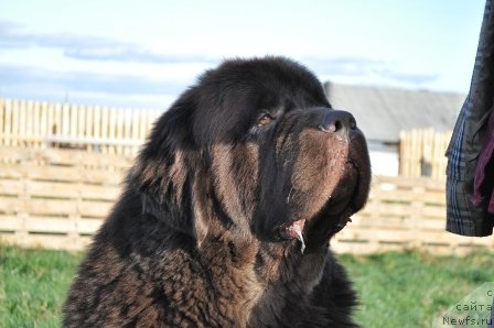 Фото: ньюфаундленд Super Premium Brabus (Супер Премиум Брабус)