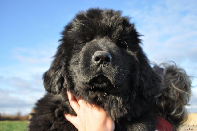 Фото: ньюфаундленд Amulet Grand Prayz (Амулет Гранд Прайз)