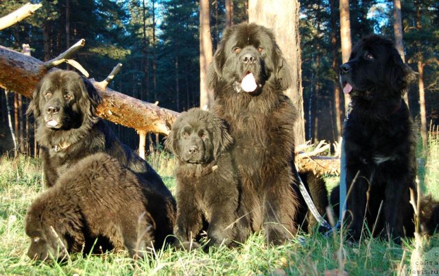 Фото: ньюфаундленд Nort Fyeys Lavanda (Норт Фэйс Лаванда), Стар Бим оф Лав Дельфания, Стар Бим оф Лав Дакота, ньюфаундленд Amulet Lyubvi i Schastya (Амулет Любви и Счастья), ньюфаундленд Sangriya (Сангрия)