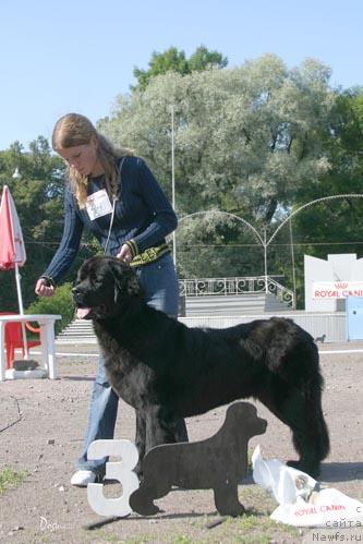 Фото: ньюфаундленд Charuyuschaya Noch ot Marleon Dusvik (Чарующая Ночь от Марлеон Дусвик)