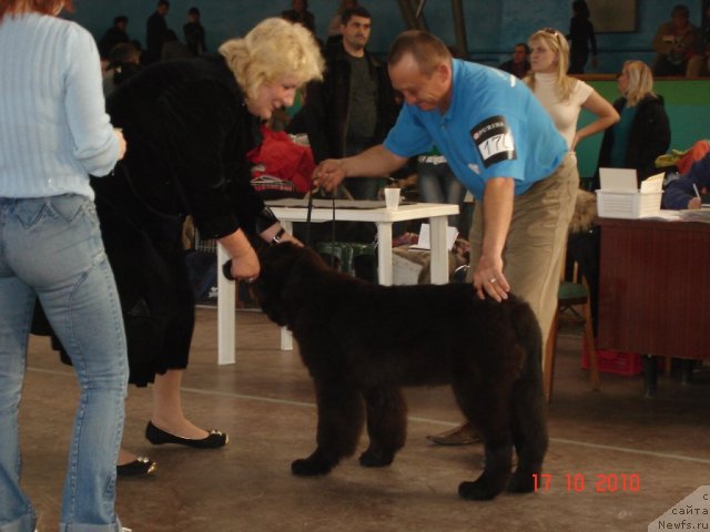 Фото: ньюфаундленд Beguschaya po Volnam Hasta la Vista (Бегущая по Волнам Хаста ла Виста)
