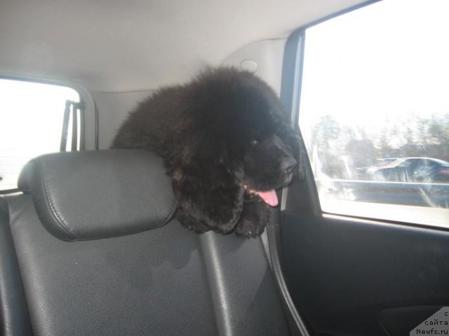 Фото: ньюфаундленд Al'tair Dak Star (Альтаир Дак Стар)